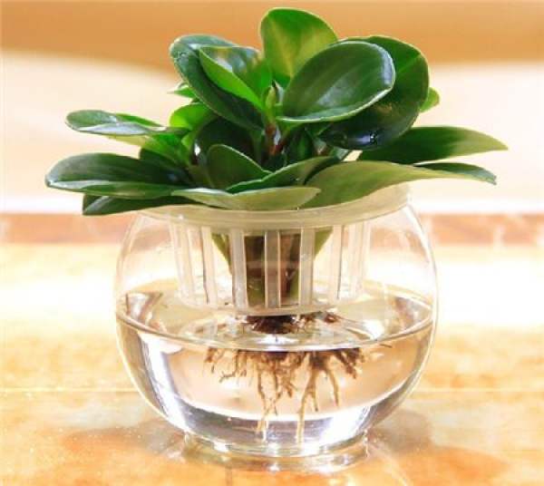 hydroponics