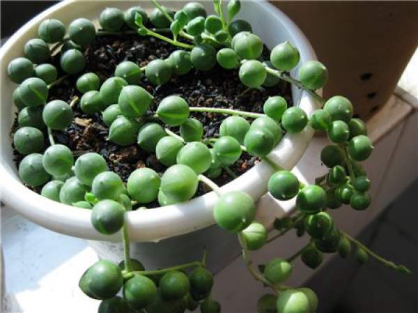 pearl Chlorophytum