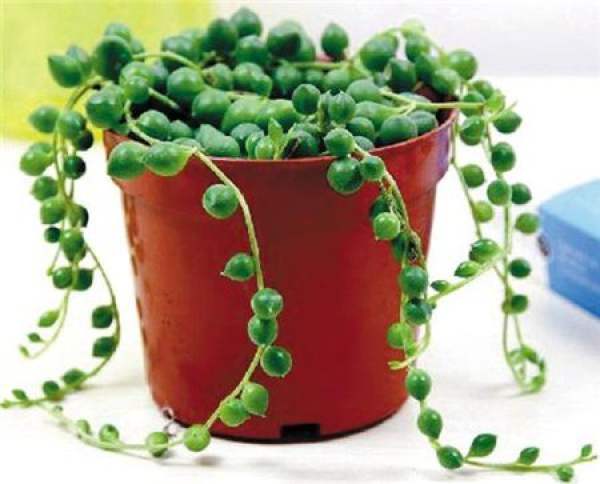 pearl Chlorophytum