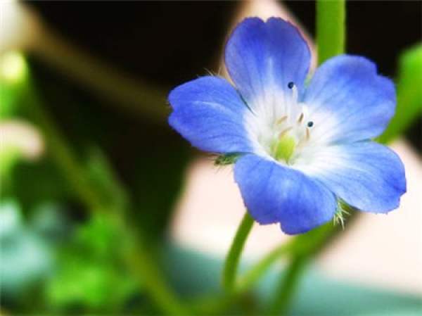 forget me not.
