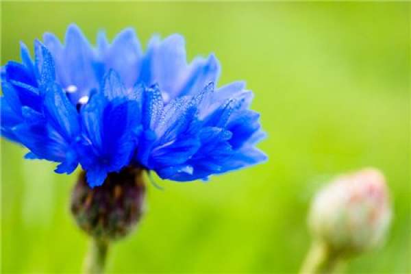 Blue Cornflower