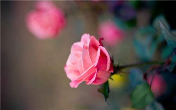 rose