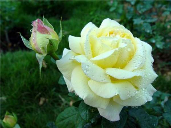 rose