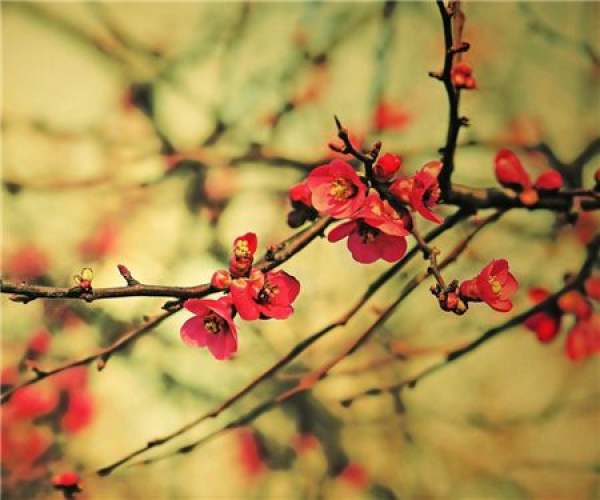 Plum blossom