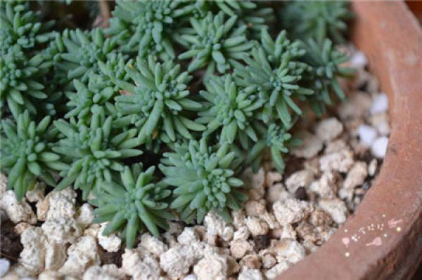 Rorippa tenuifolia