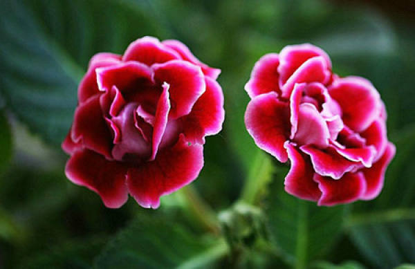 Sinningia speciosa