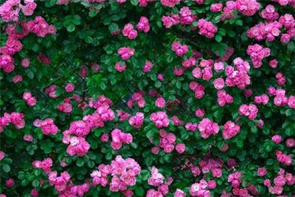 Rattan Rose