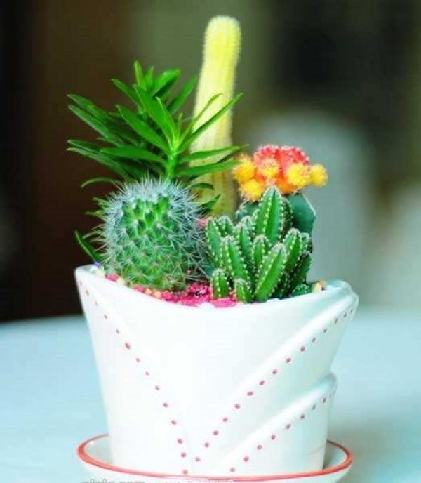 Succulent plant