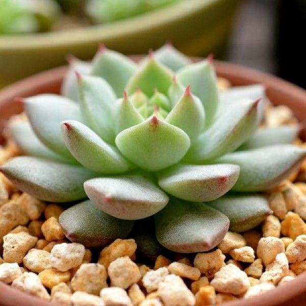 Suitable soil