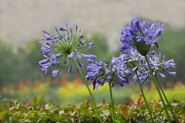 Precautions for Ramification Precautions for Ramification