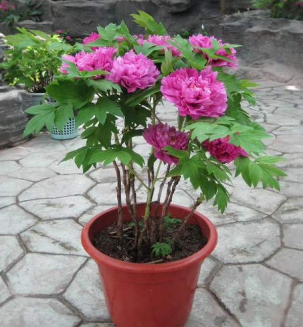 Overwintering fertilizer