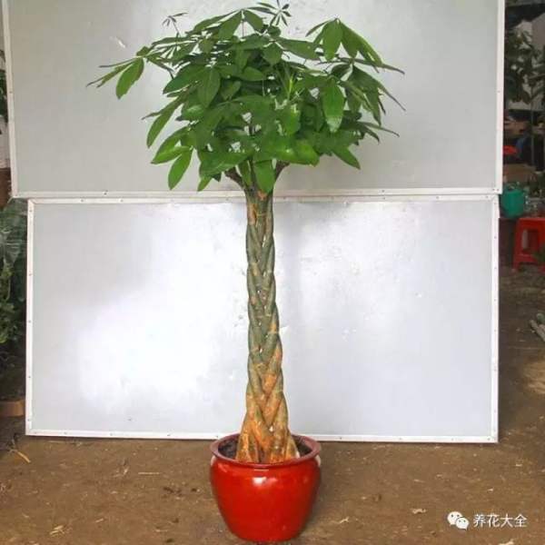 if your Money Tree looks like this from a distance, it's time to trim it. 