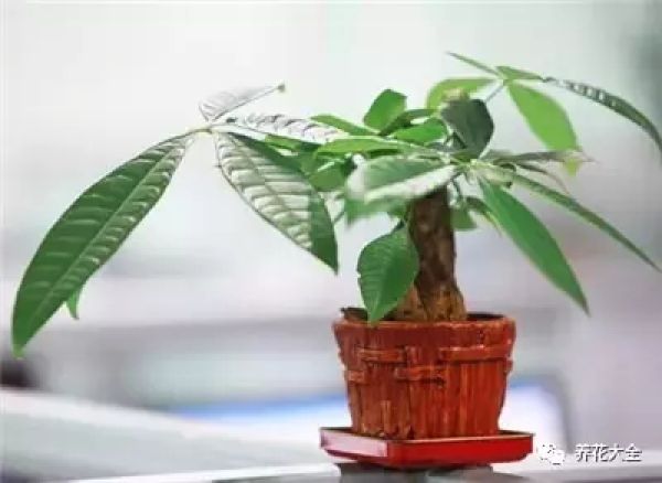 Dwarf, small