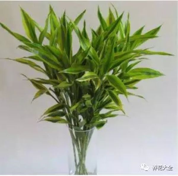 We should put rich bamboo in bright places such as living room and study.