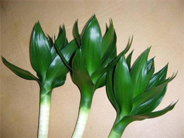 Differentiation in growth habit