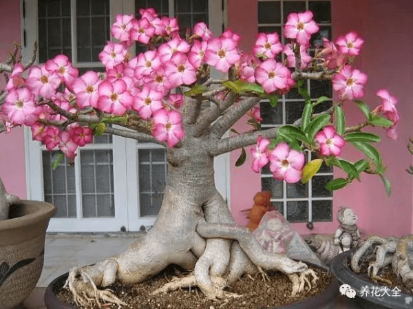 key points of cactus maintenance