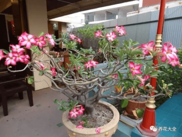 Key Points of Desert Rose Conservation