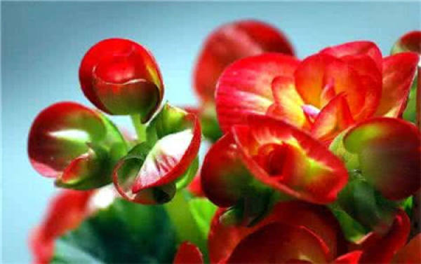 Begonia semperflorens