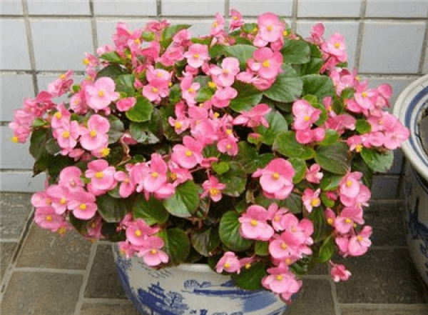 Begonia