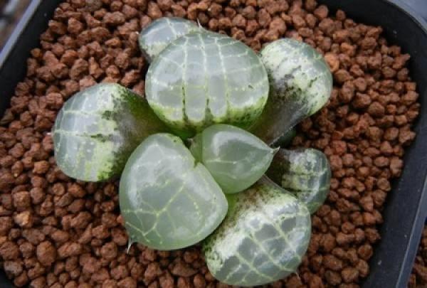 Fleshy with Brocade