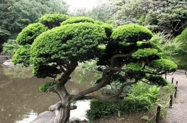 ginkgo