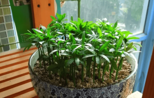 Podocarpus macrophyllus small pot