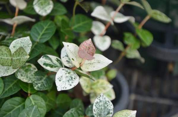 living habits of flower leaf complex