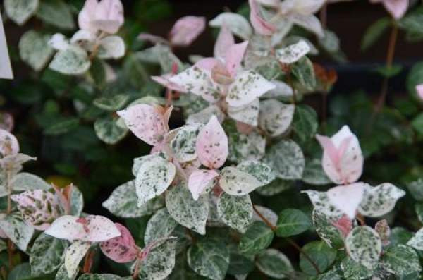 living habits of flower leaf complex