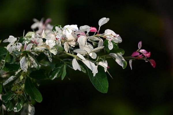 Cautions for Trachelospermum jasminoides
