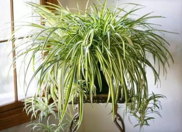 Chlorophytum comosum