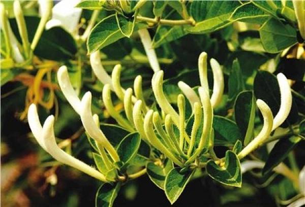 Lonicera japonica