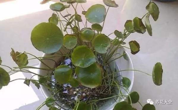 If all the leaves are yellow, it is necessary to pay attention to. Hydroponics can change the water and dilute the liquid fertilizer a little. In other cases, you can turn the pot to see if the roots are too developed, and you can cut off the old roots and leaves.