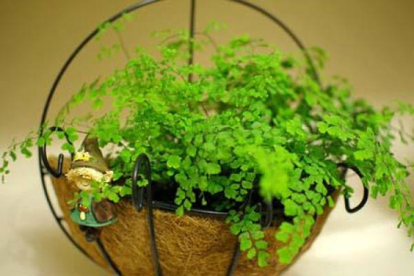 fern