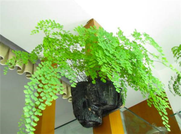 Maidenhair fern
