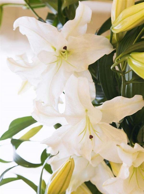 How to water lily The Plant Aide