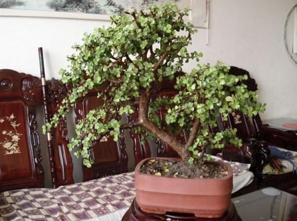 Winter maintenance methods of golden branches and jade leaves