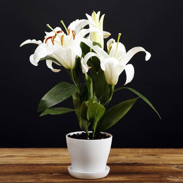 how to plant lilies for winter