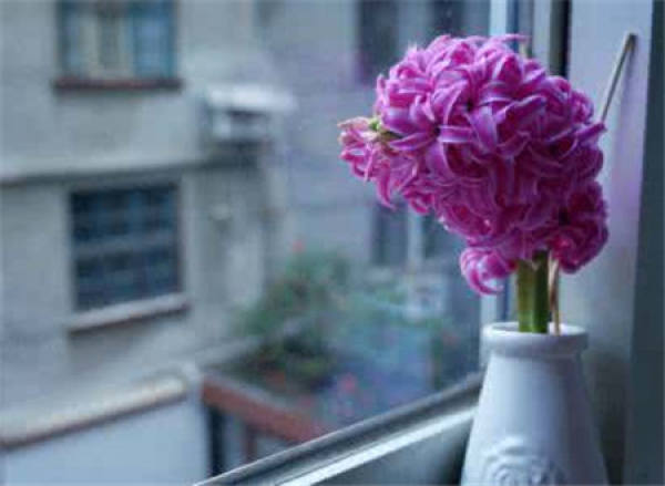 is hyacinth poisonous