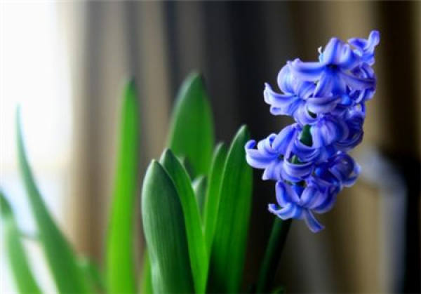 Can the hyacinth be put in the bedroom?