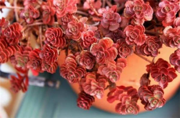 Rose Bulb