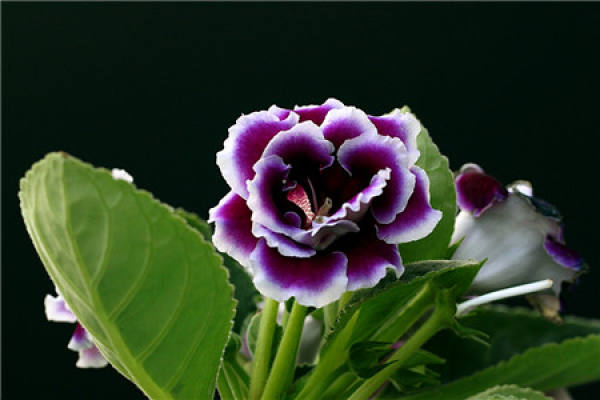 Watering methods of Sinningia speciosa