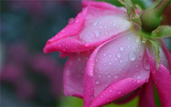 Quantity of water