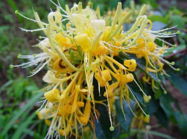 honeysuckle