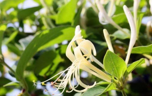 Watering of honeysuckle