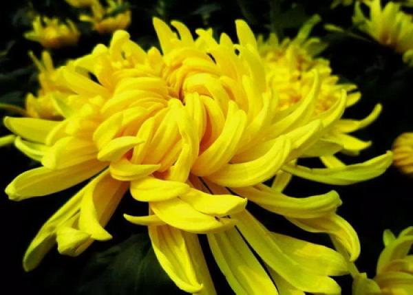 chrysanthemum