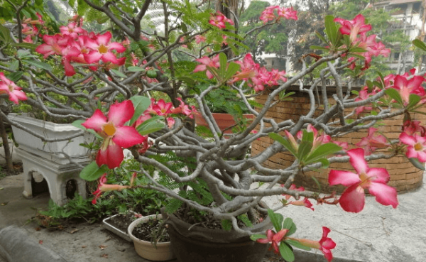 Desert Rose