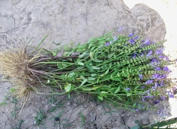 seed reproduction