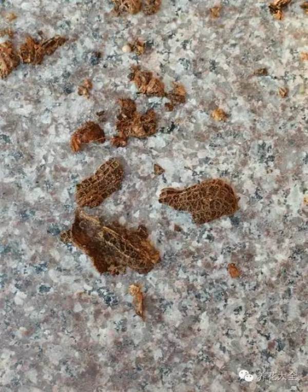 ceramsite