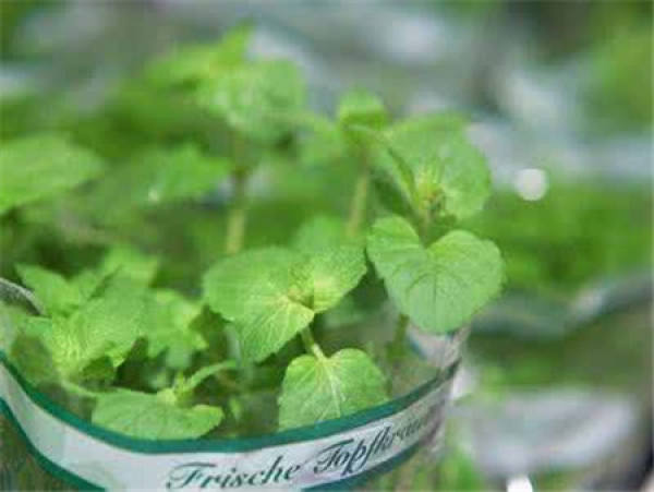 Peppermint