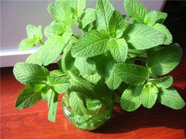Peppermint